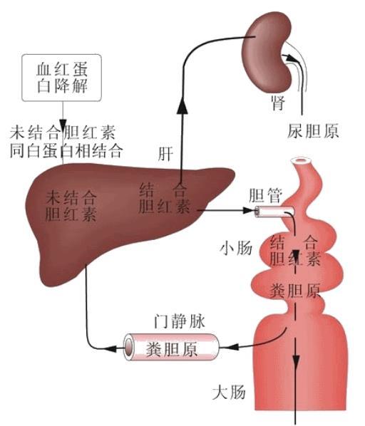 胆汁循环途径解剖图图片