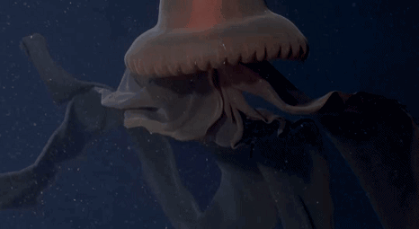 冥河水母最美图片