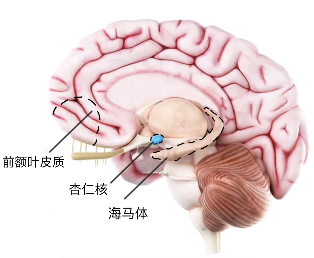 失眠 抑郁症对大脑发育的影响?