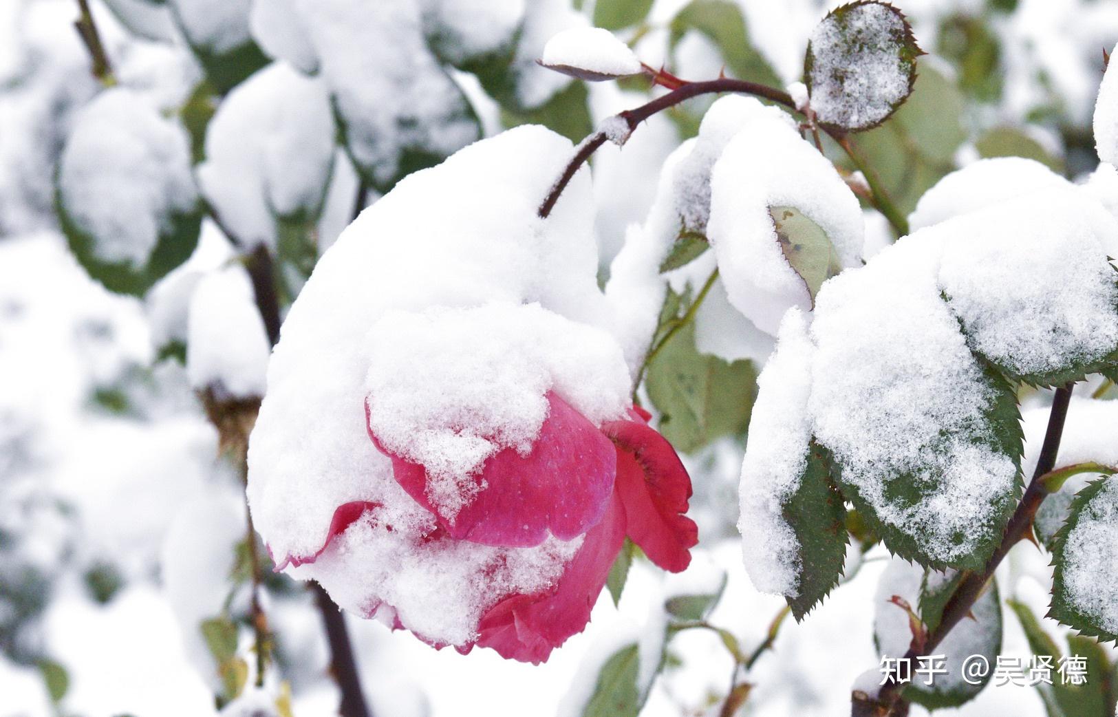 可以晒晒你手机里的第一张雪景照吗?
