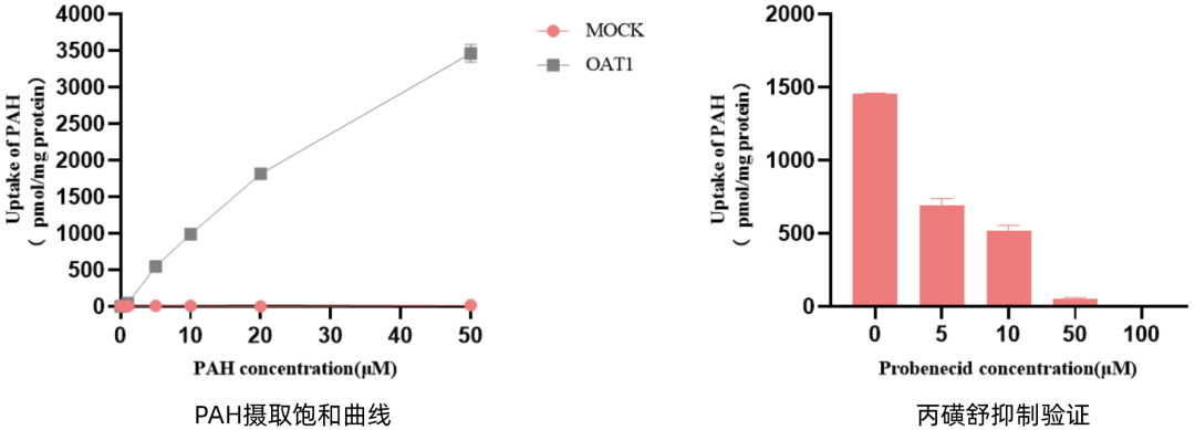 SLC转运体系列（一）即用型“人OAT1转运体细胞”重磅上线！(图3)