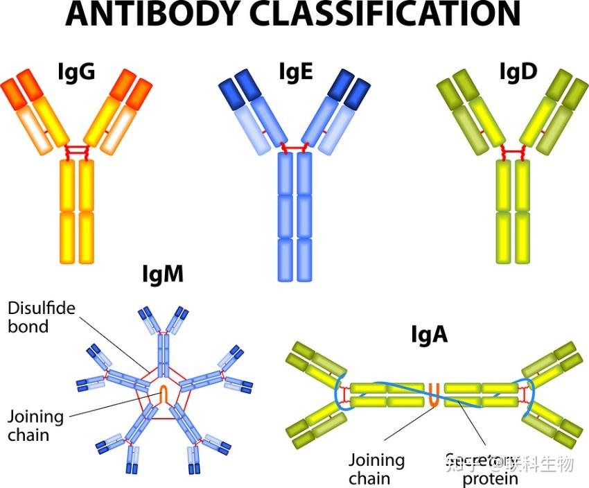 免疫球蛋白igadegm有什么区别