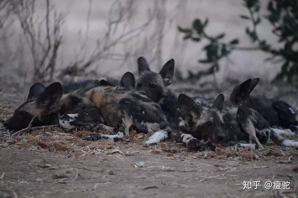 為什麼bbc紀錄片王朝要把paintedwolf翻譯為雜色狼而不是非洲獵犬