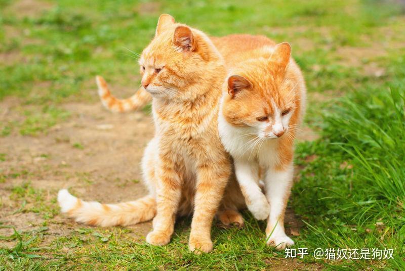 不瞒你说,公猫“拆蛋”后会有这几种变化 - 知乎
