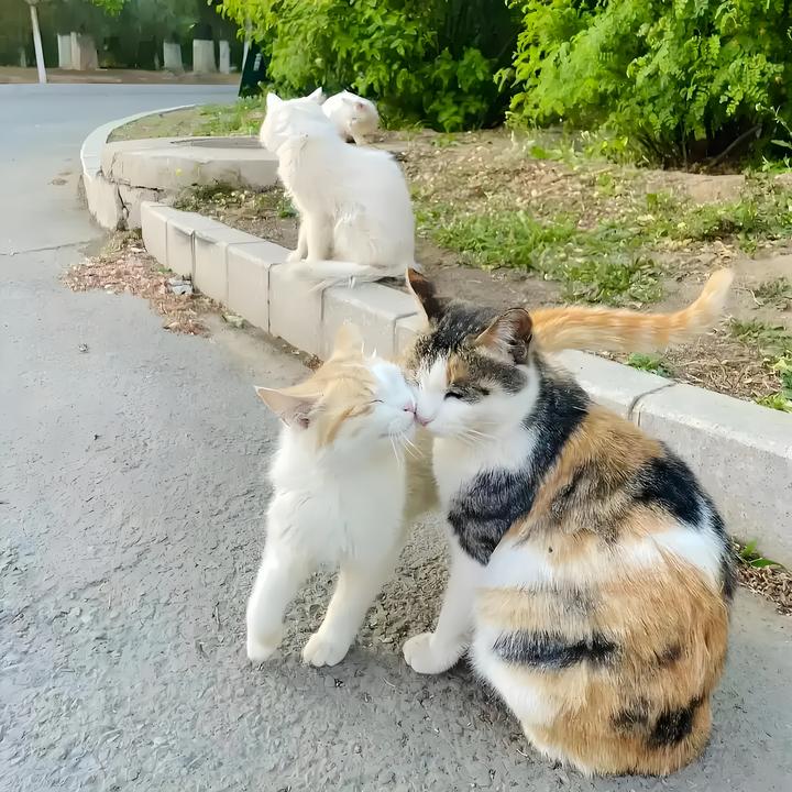 校园里的流浪猫狗，就活该被直接捕杀吗？ - 知乎