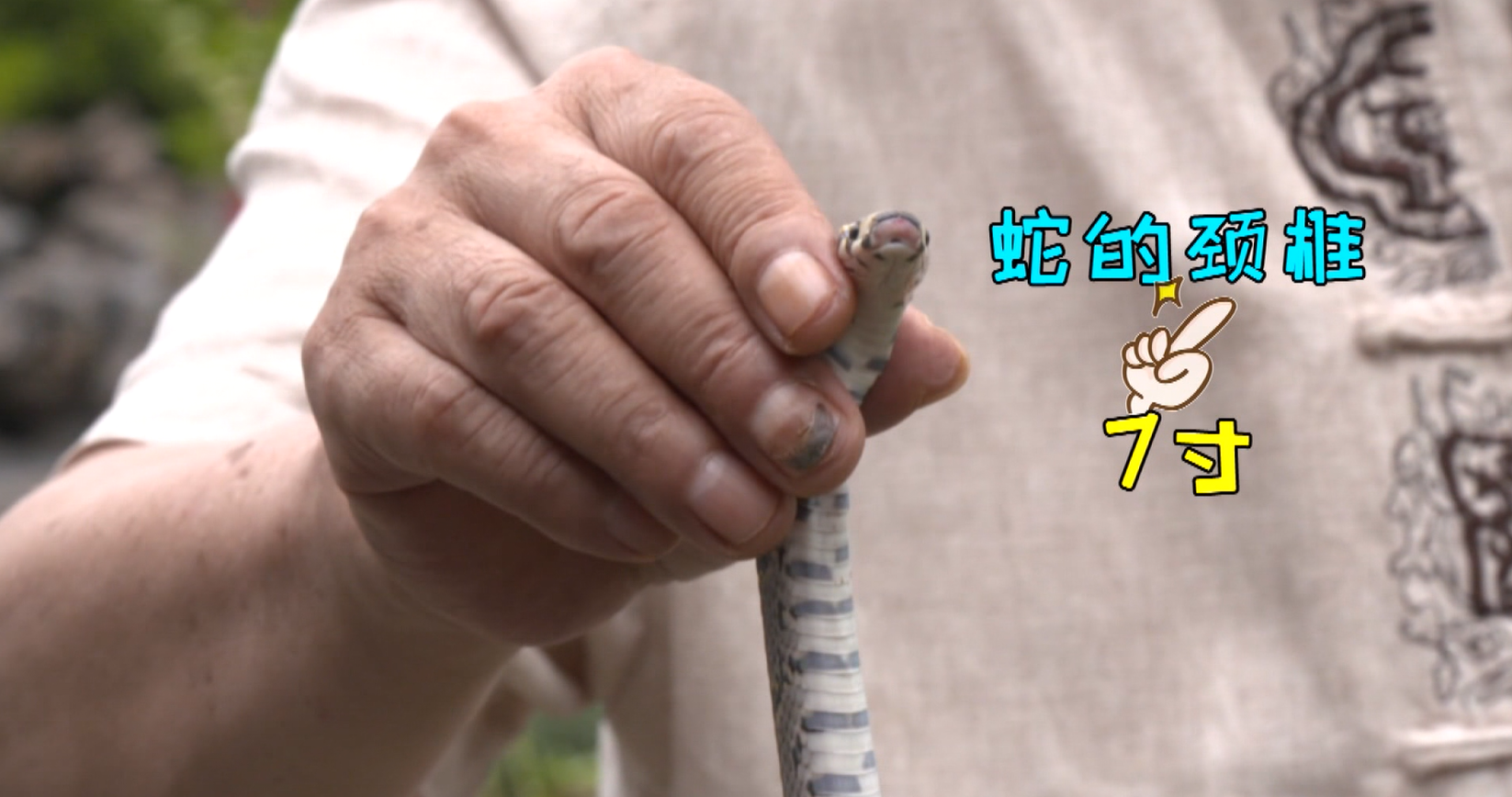 "打蛇打七寸"的"七寸"到底是指什么?和蛇本身多长有没有关系呢?