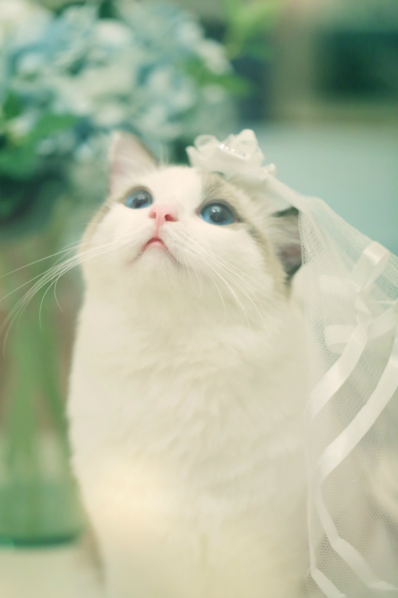 有哪些好看的猫咪壁纸