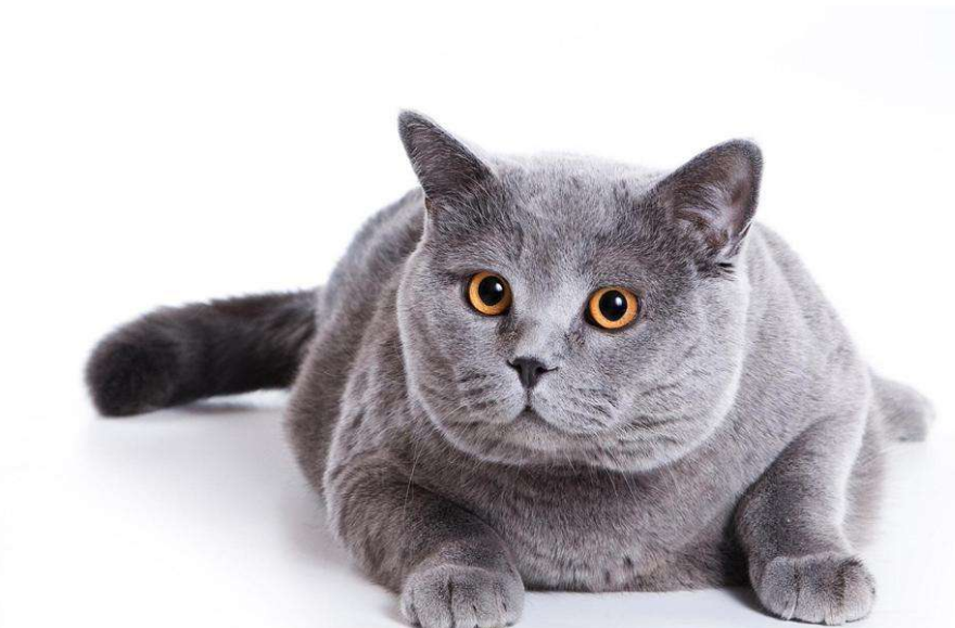 v2-22afbc24ed7c6d12eb7db2bf89ef36d6_1440w.jpg?source=172ae18b