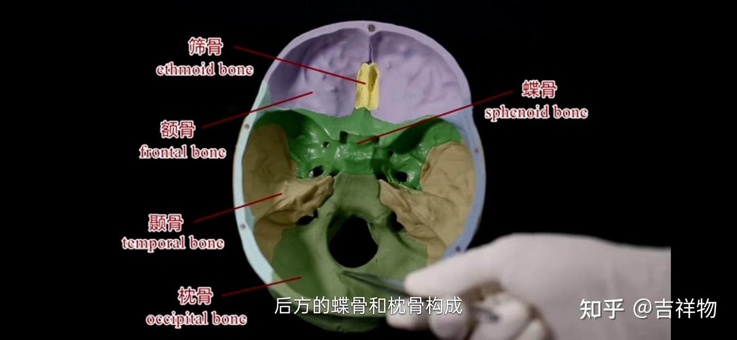系统解剖学笔记1-颅骨 - 知乎