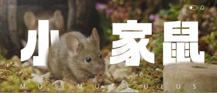 小体型大隐患—小家鼠 - 知乎