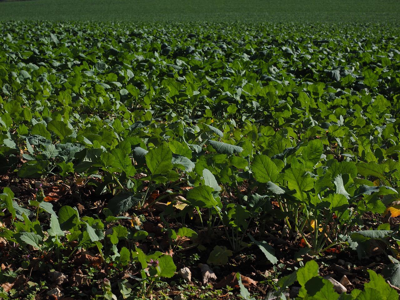 3. 微量元素补充