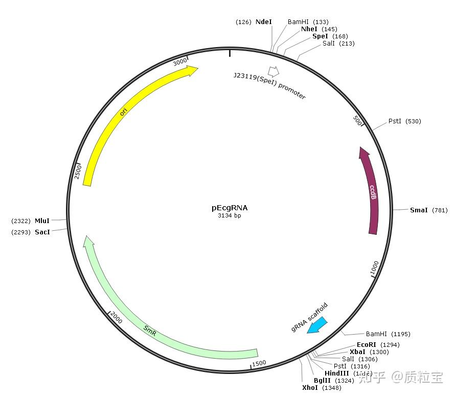 pEcgRNA(Plasmid #166581) - 知乎