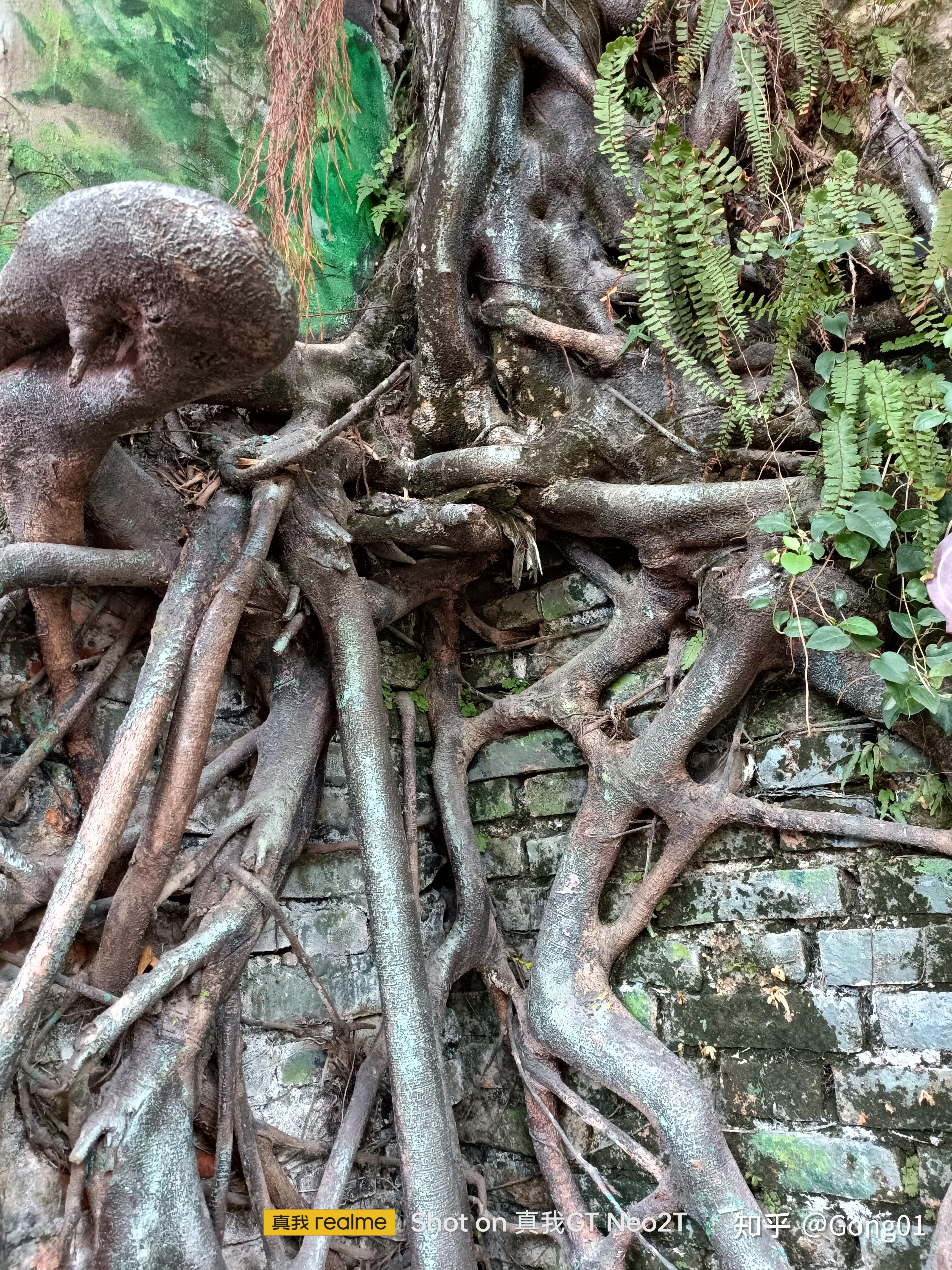 老墙根的老树根