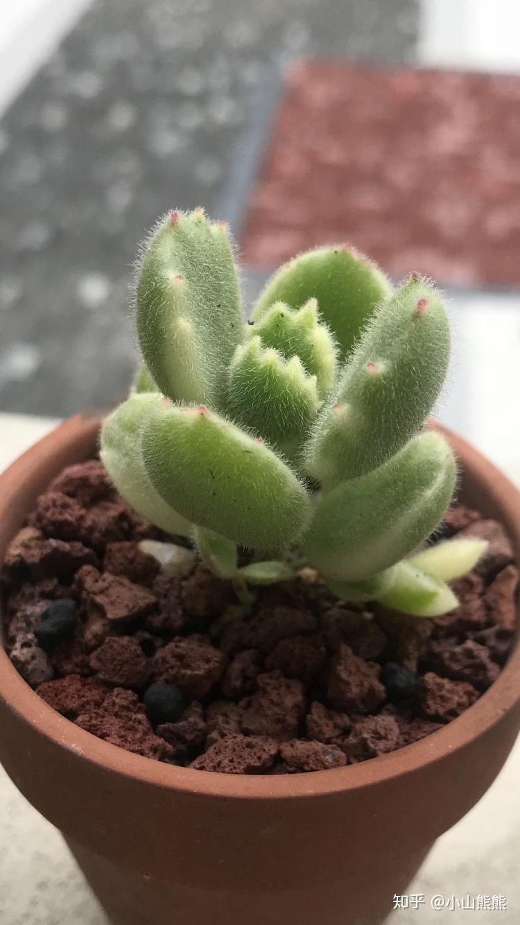 多肉植物熊童子白熊怎么养才能出状态