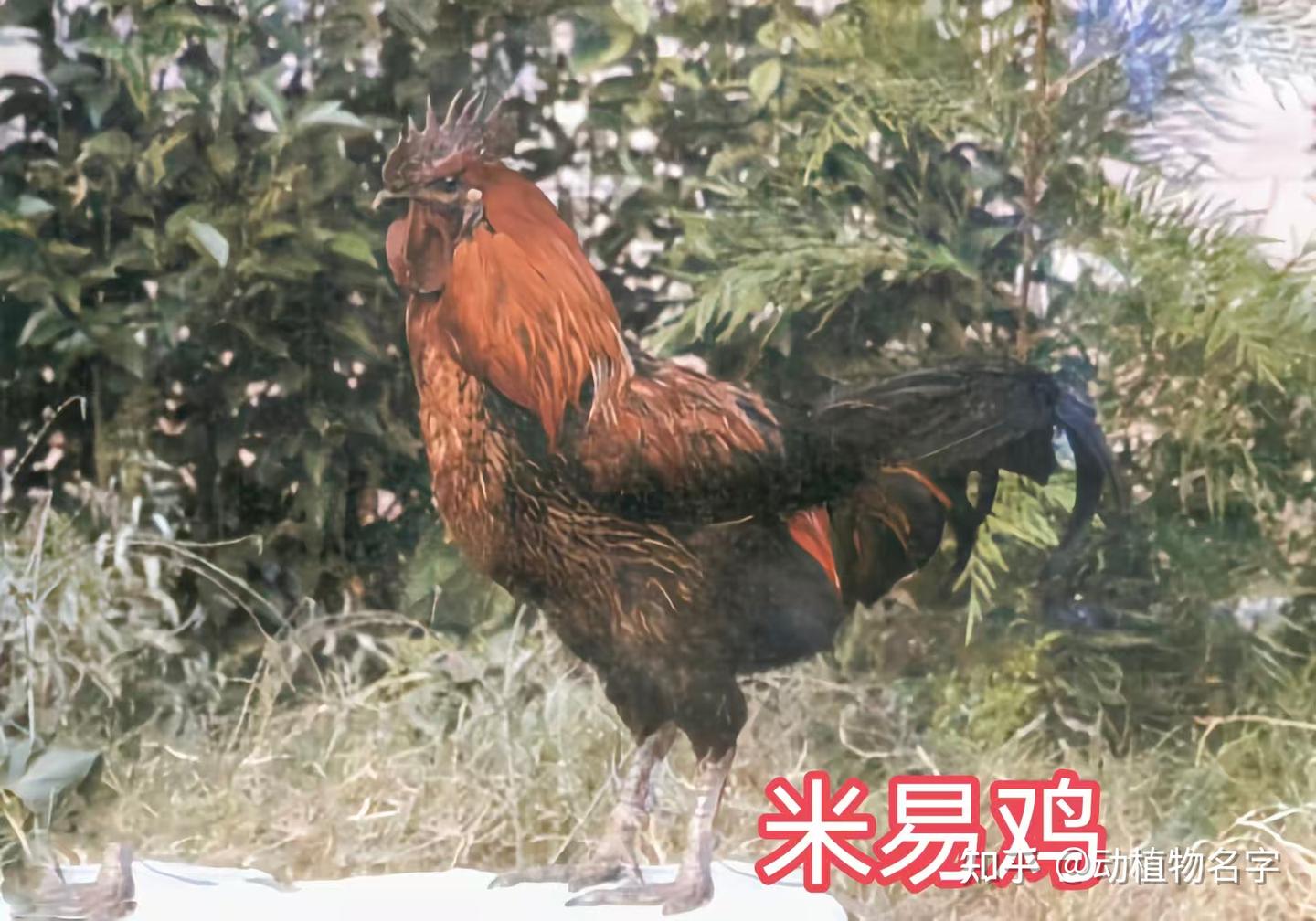 98图带你走进家鸡的世界,家鸡大全第二篇 - 知乎