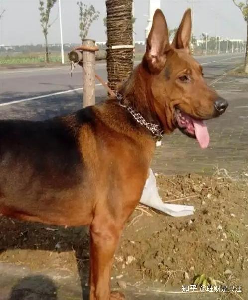 红狼犬——中国的优秀猎犬,猎杀彪悍野猪不在话下 - 知乎