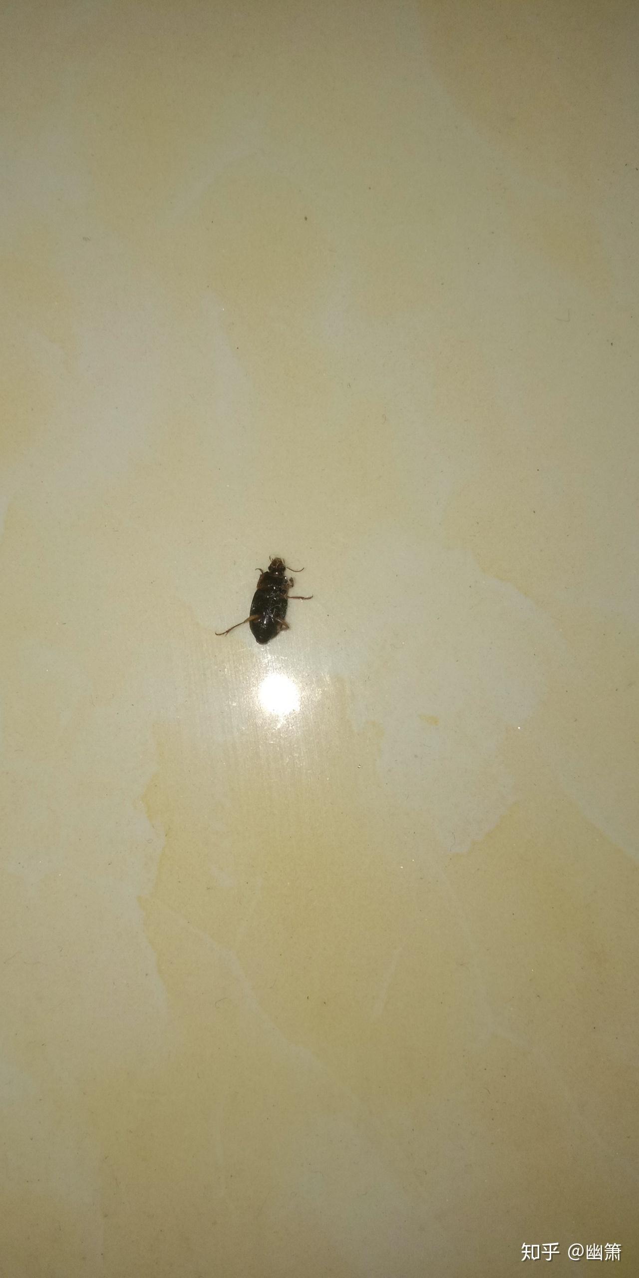 请问家里莫名其妙有一些虫子黑色会飞不是很容易踩死是什么虫子