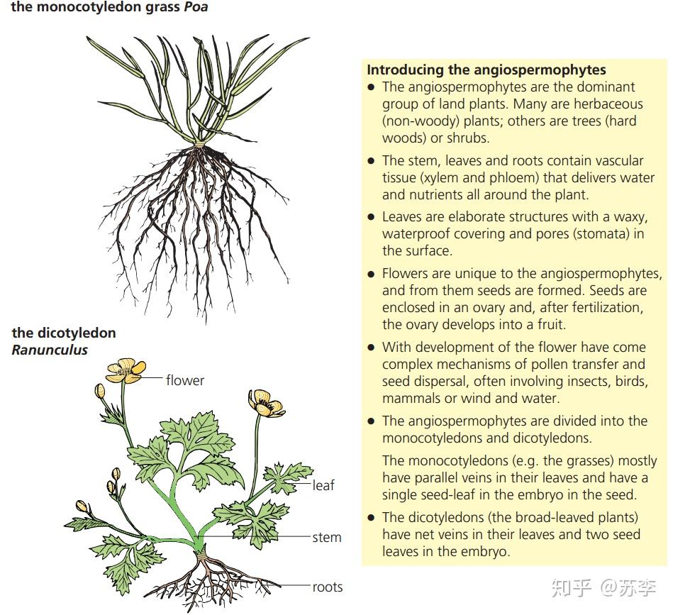 Topic 5.3 Classification of biodiversity (物种分类) - 知乎