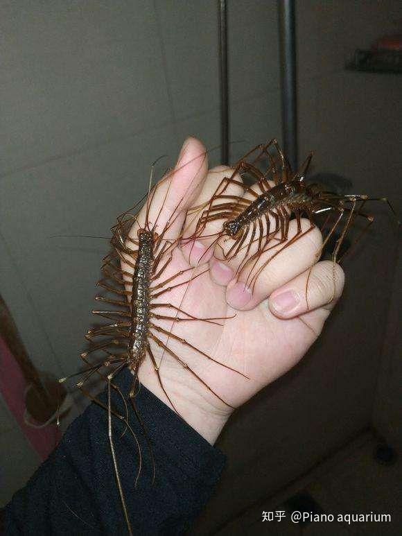 如何不害怕多腿虫子请不要发虫子照片谢谢