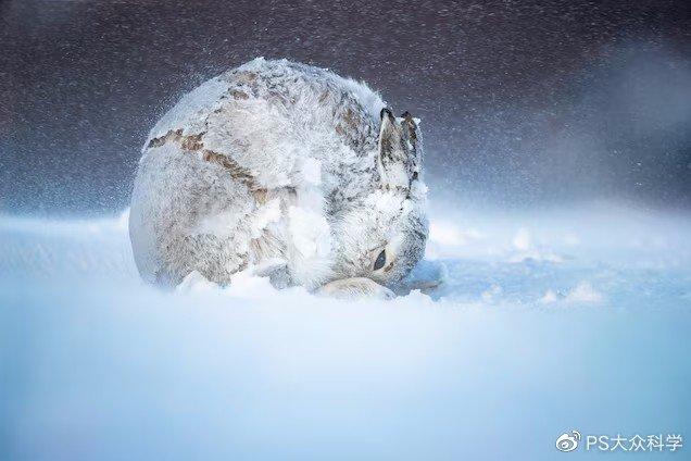对于寒带和亚寒带的代表物种雪兔来说：在这个变暖的星球上，要么适应，要么死亡 - 知乎