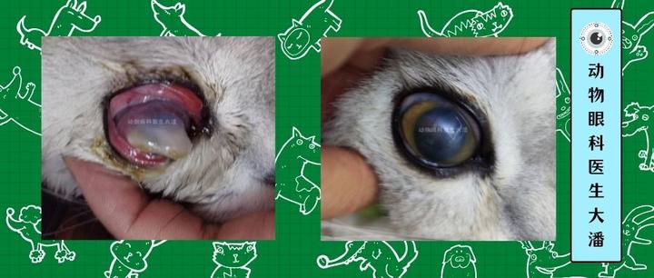 (德州病例)猫咪眼睛溃烂,发白,有凸起水泡,角膜穿孔 角膜水肿的治疗