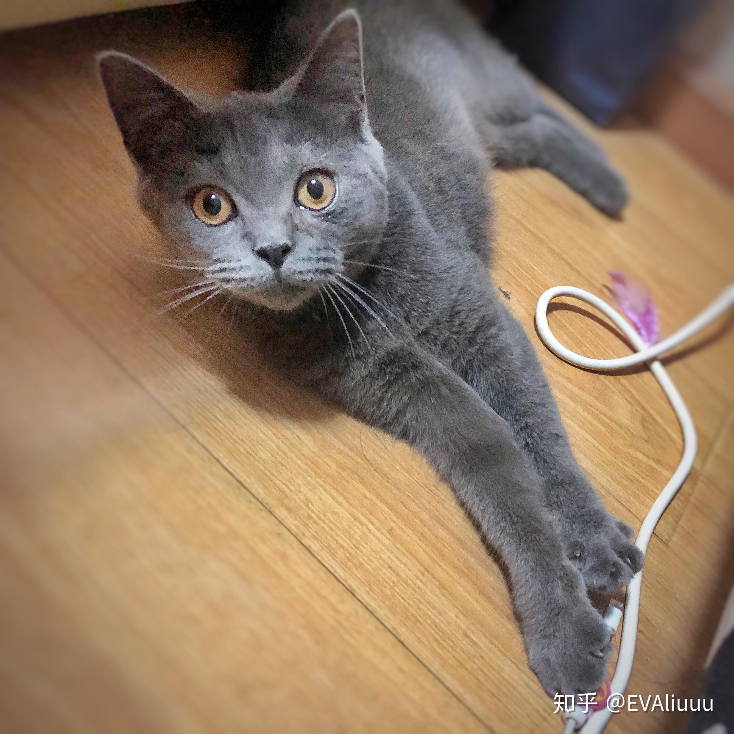 英短蓝猫脸超尖怎么破? - 知乎