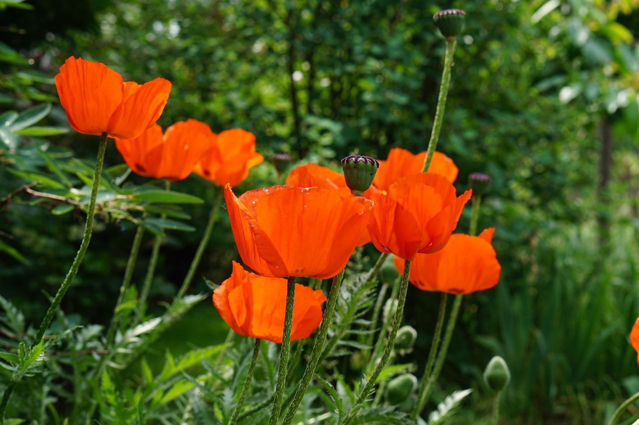 4. 花名文化内涵