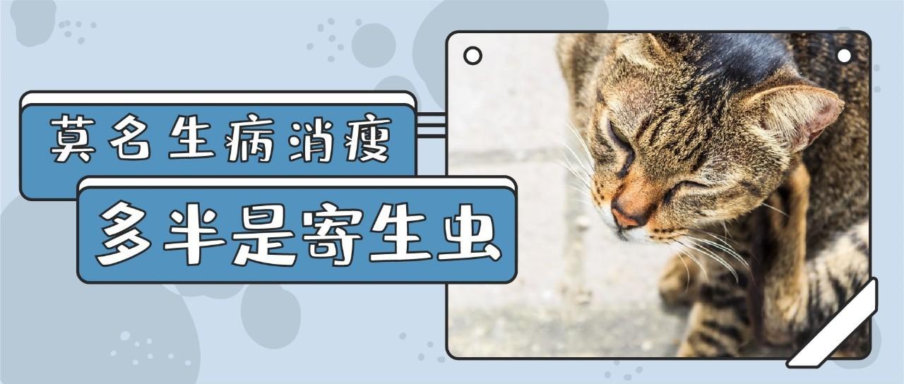 猫咪出现哪些症状 就要排查寄生虫了 知乎