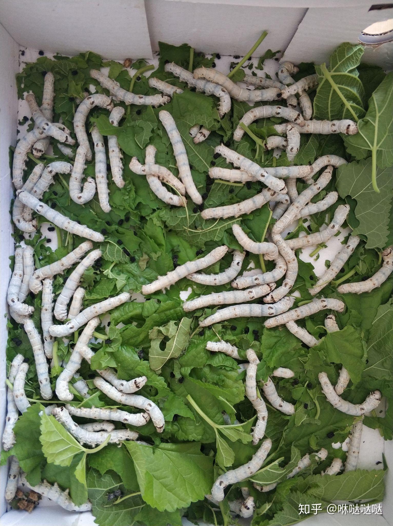 一龄的蚕宝宝不吃桑叶都把头抬着怎么回事?