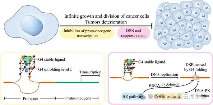 云序新品| G4 DNA测序：超高分辨捕获G4 DNA动态，解锁基因调控终极利器！ - 知乎
