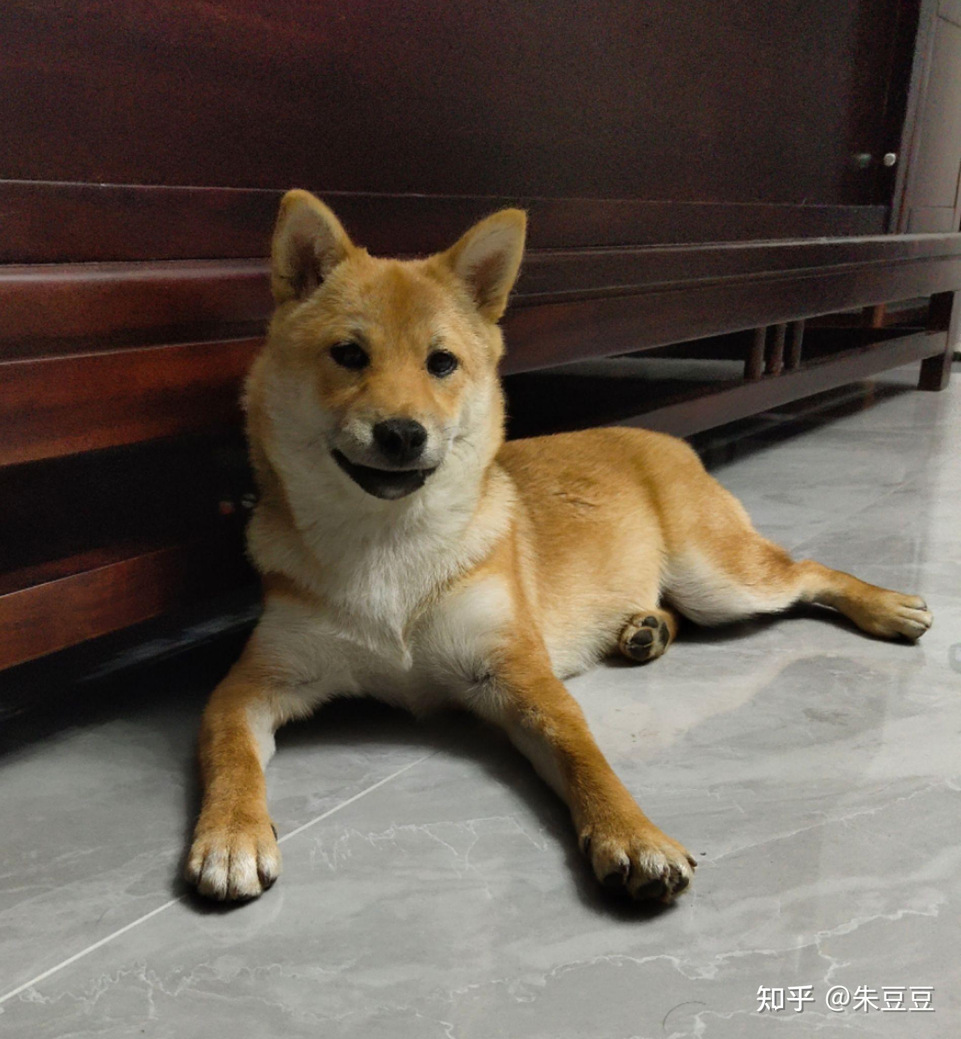 我这个柴犬是串吗好长的狐狸脸