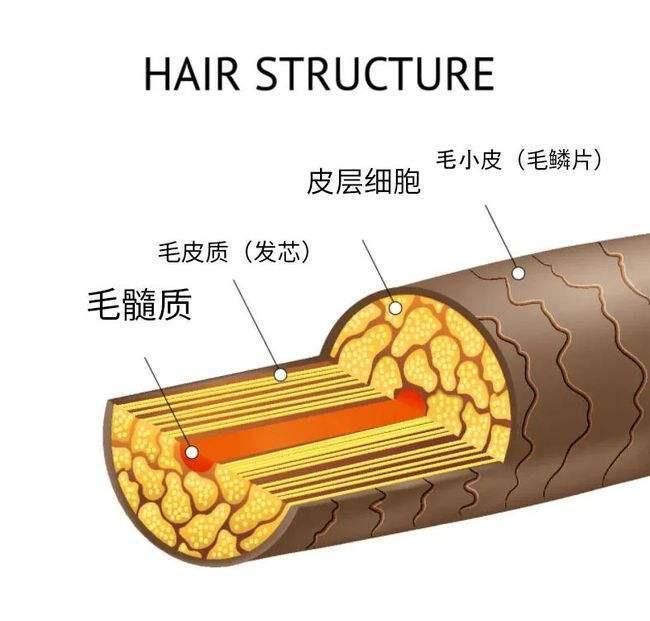 头发就是由:毛髓质,毛皮质(发芯),毛小皮(毛鳞片)构成的