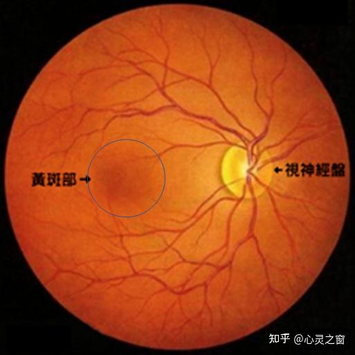 “黄斑”竟然如此重要？ - 知乎