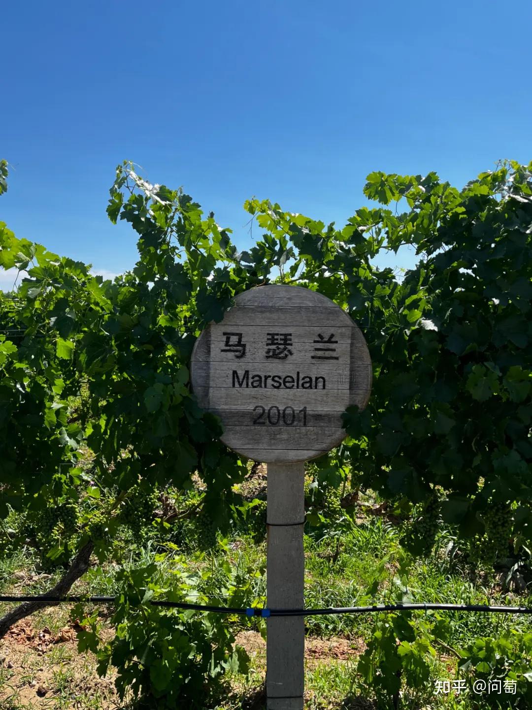 马瑟兰|为何被称作中国葡萄酒“未来之星”? - 知乎