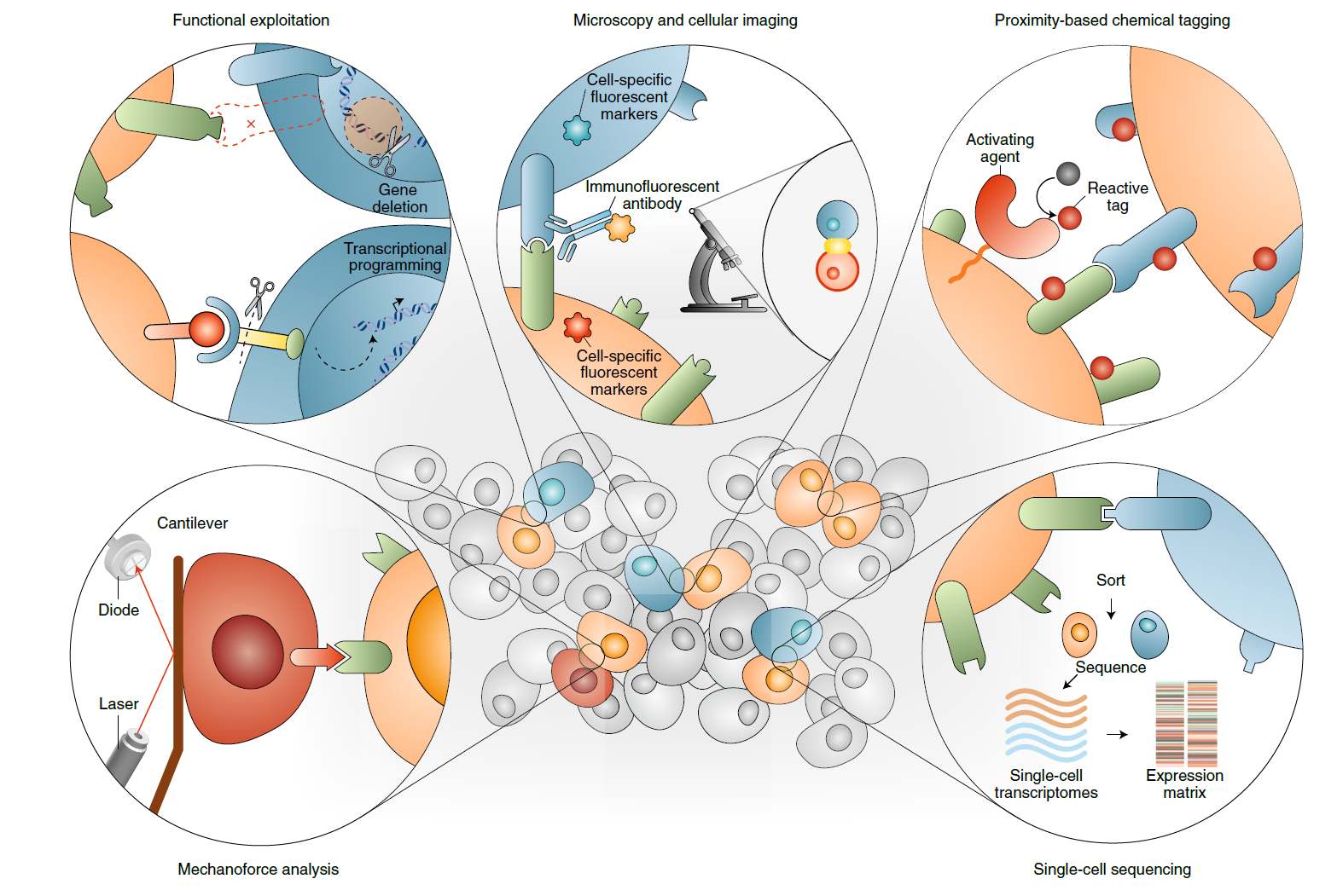 细胞间相互作用 - 知乎