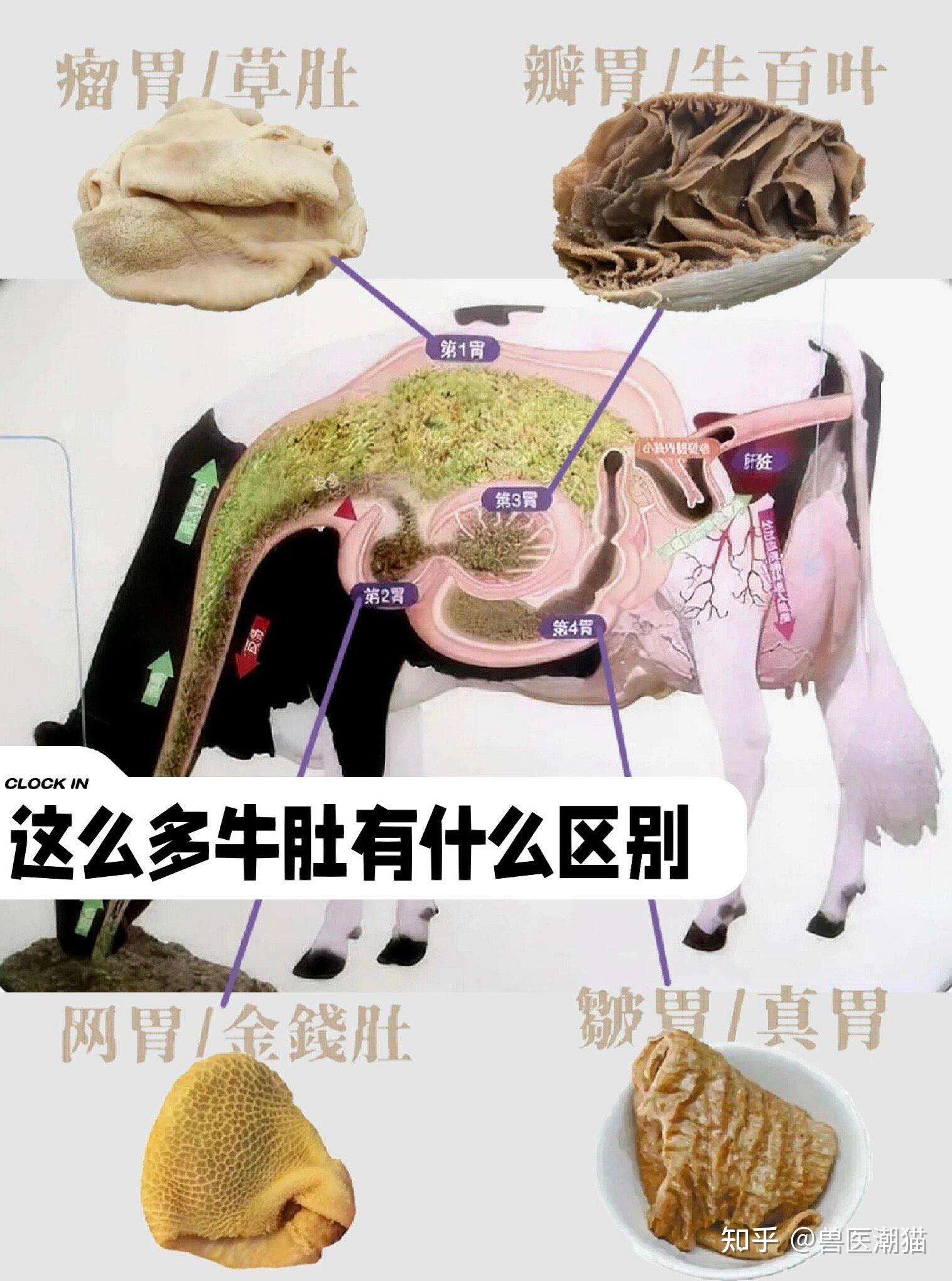 为什么牛吃素可以长那么壮?而人不吃荤就不行? - 知乎