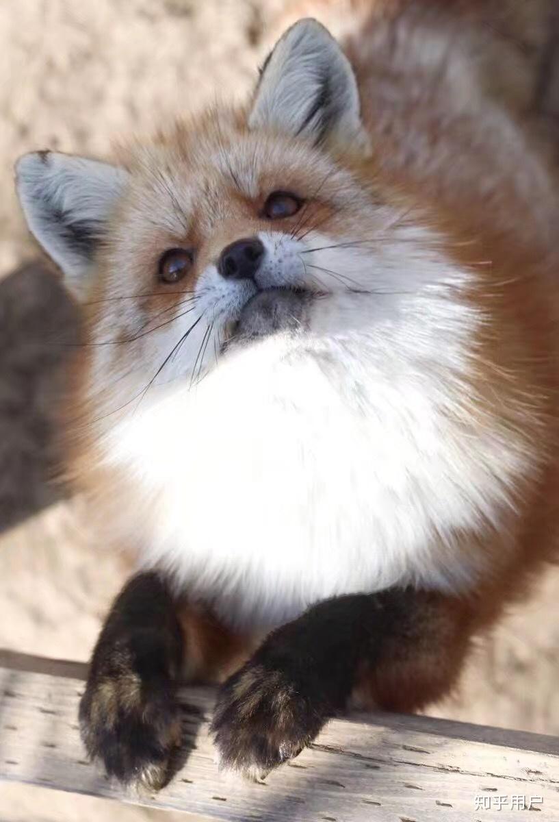 如何看待武汉大学白狐狸被车撞死一事