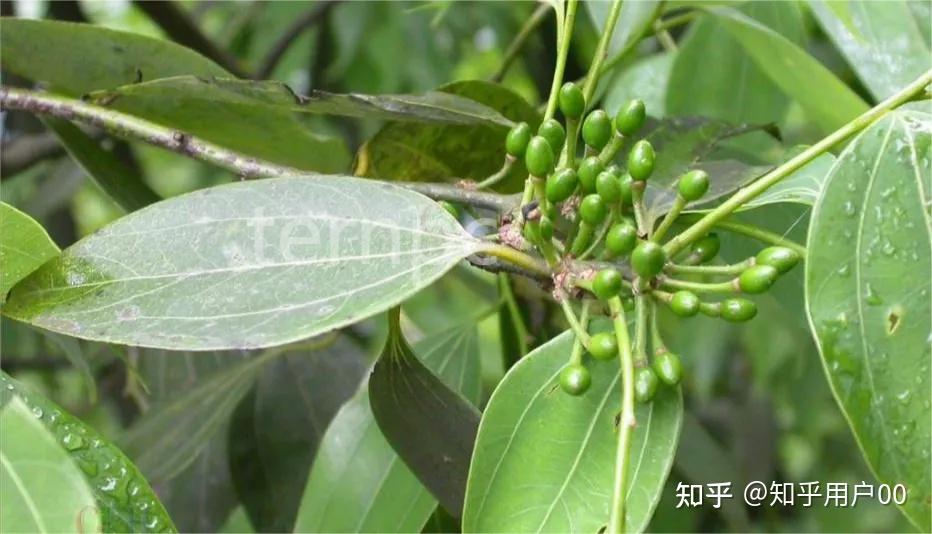 经济树——香桂 - 知乎