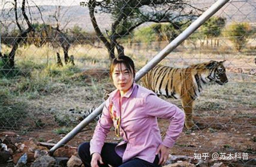 2003年中国送5只华南虎进入非洲草原,繁衍到15只后,发现不对劲 - 知乎