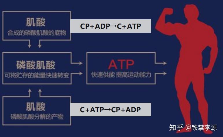 肌酸买什么品牌的比较好诺特兰德还是肌肉科技