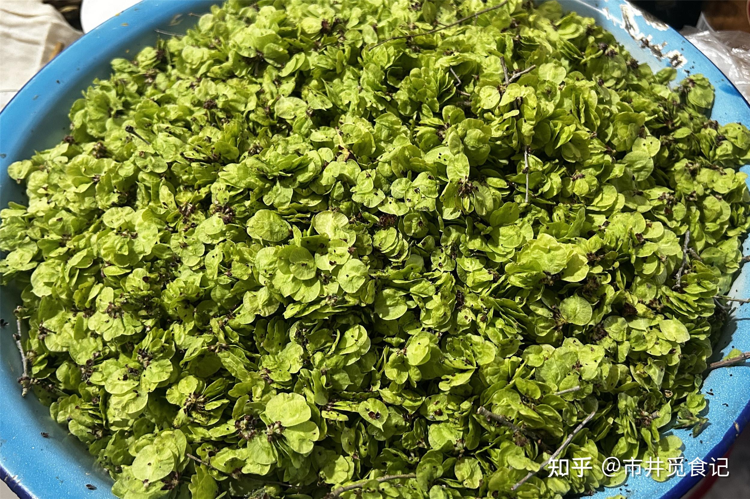 春天的榆钱有哪些美味做法? - 知乎