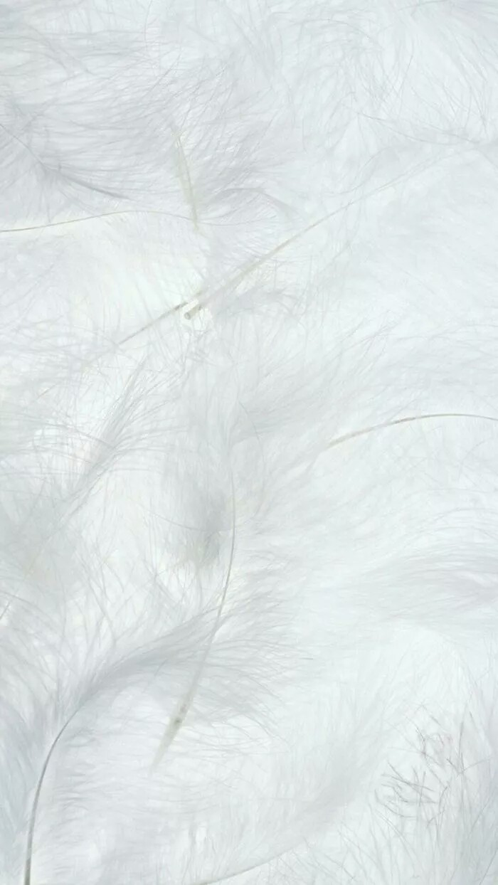 有没有偏白色的壁纸? - 知乎