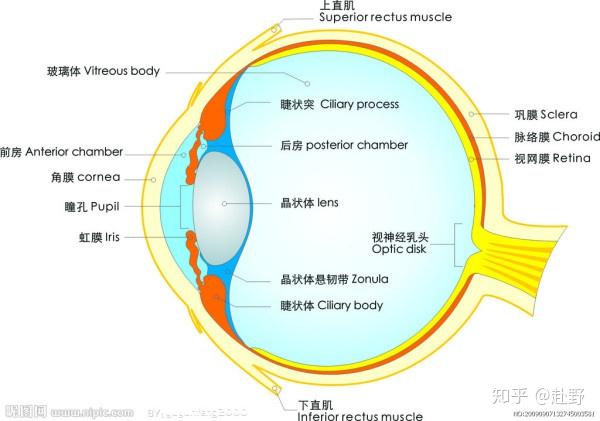 能否将睫状肌和晶体导致近视的关系说清楚