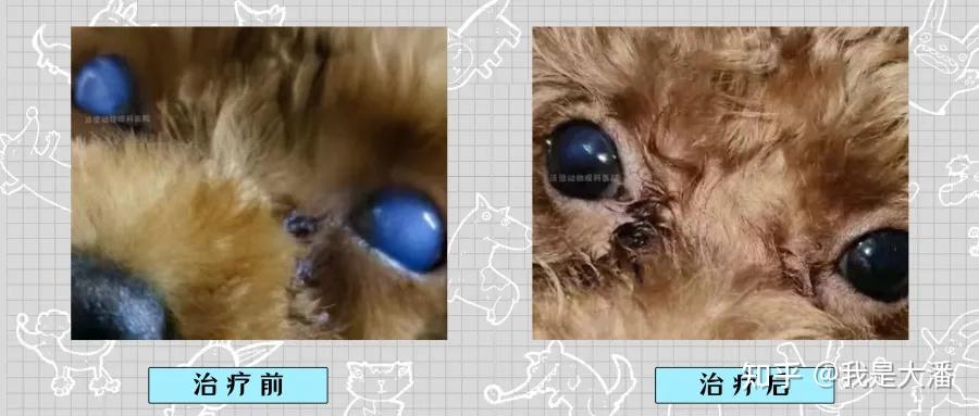 泰迪犬蓝眼病,双眼角膜水肿,角膜变蓝,治疗后痊愈