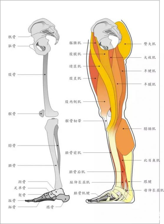 腿的骨头结构图图片