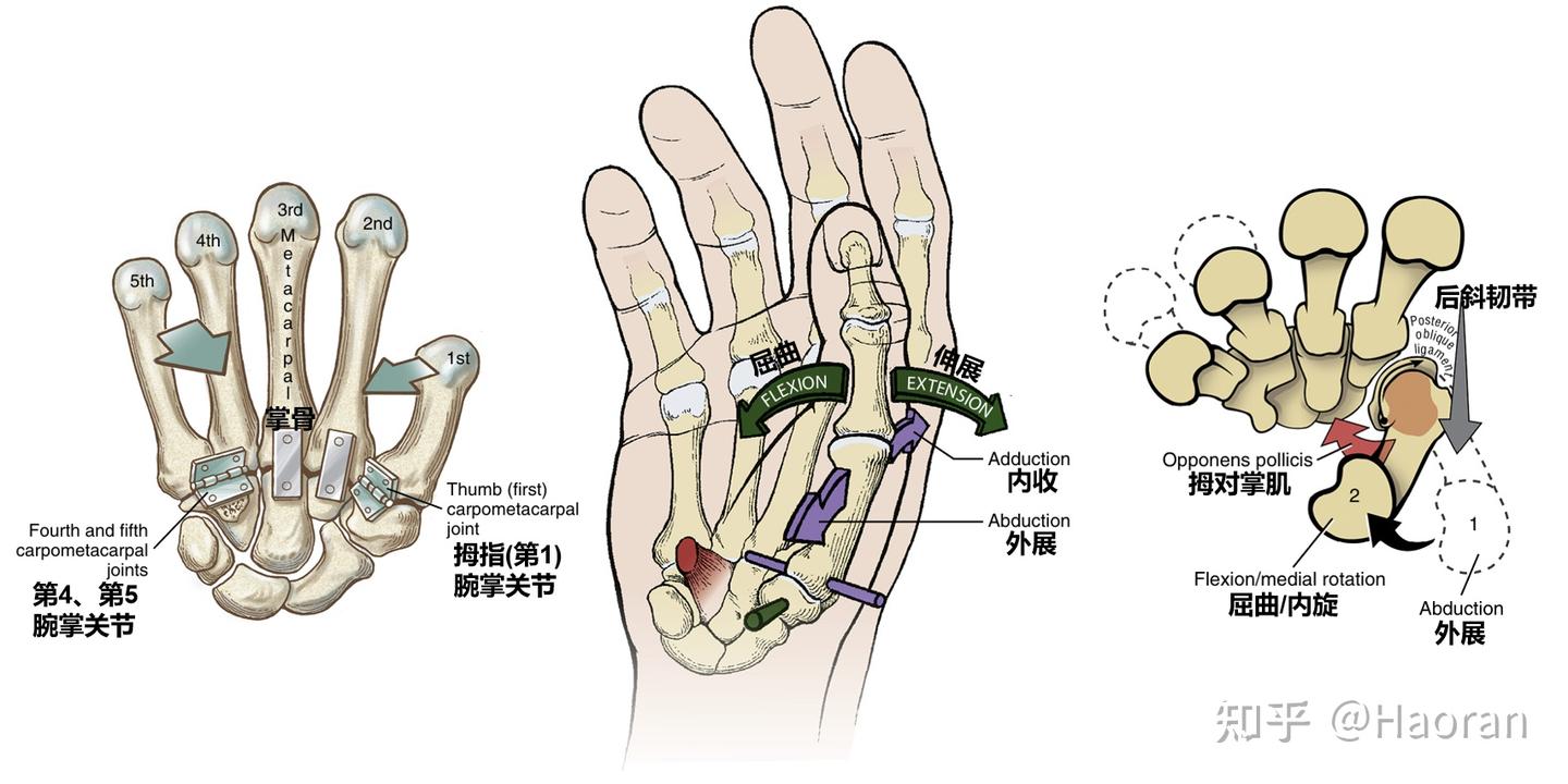 科学运动笔记（八）：腕关节、手与小臂力量- 知乎