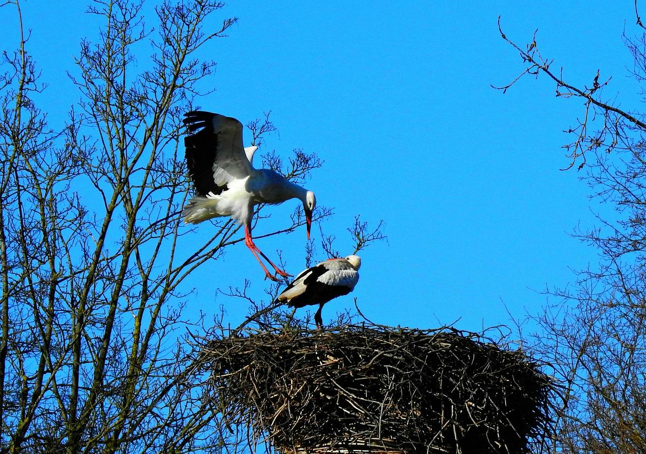 2. 山苏播种技巧
