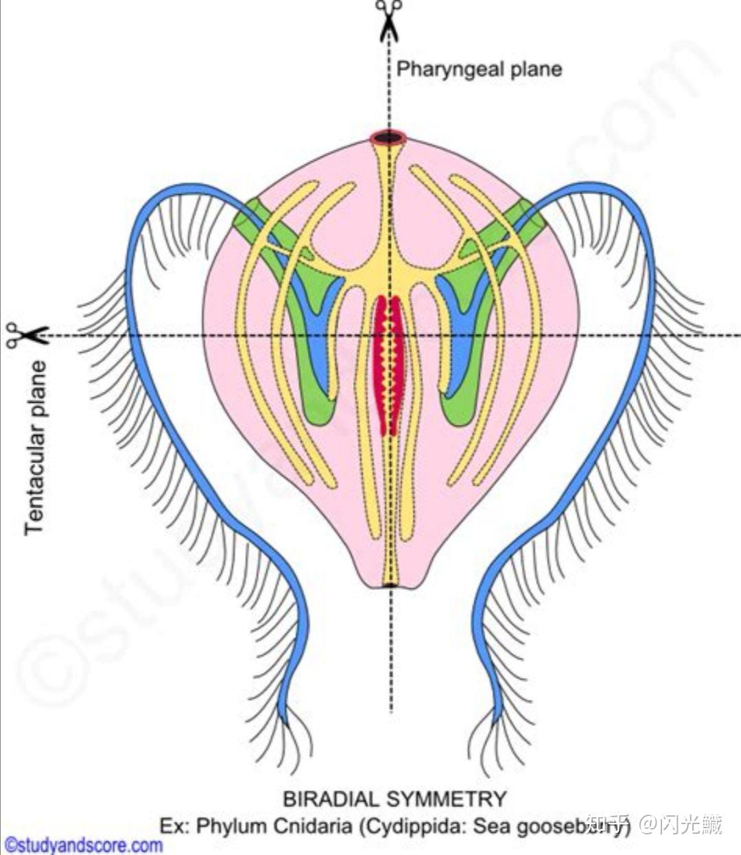 两辐射对称究竟是怎样的一种体制? - 知乎