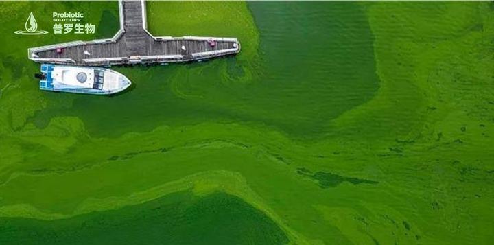 氨氮超标怎么办?普罗生物告诉你! - 知乎