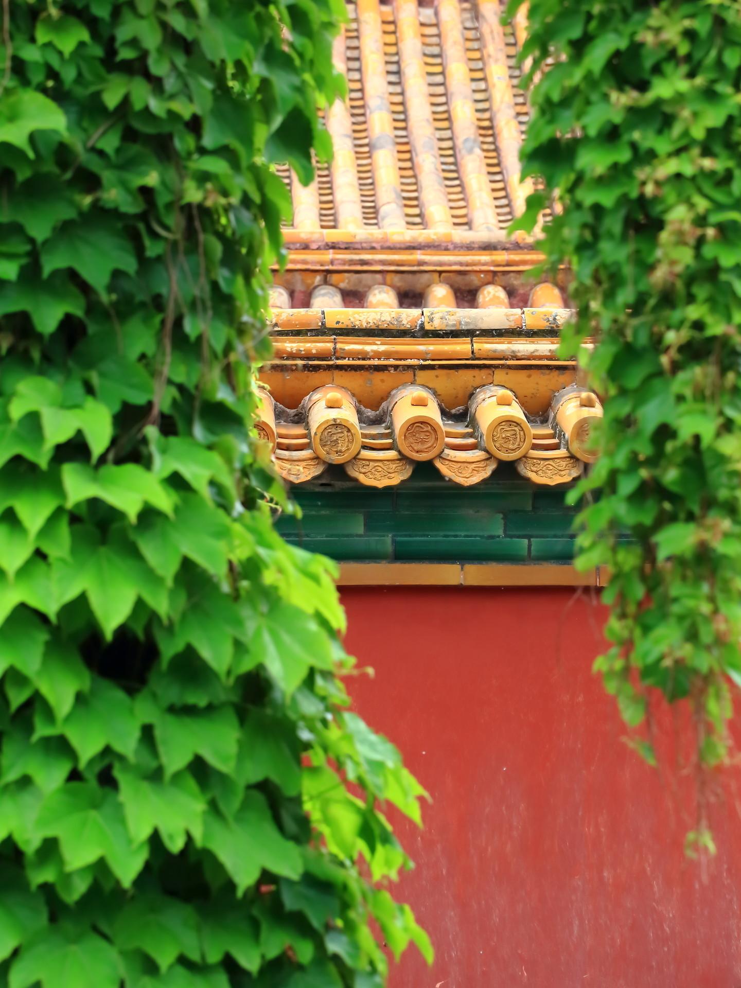 北京故宫的春天有多美